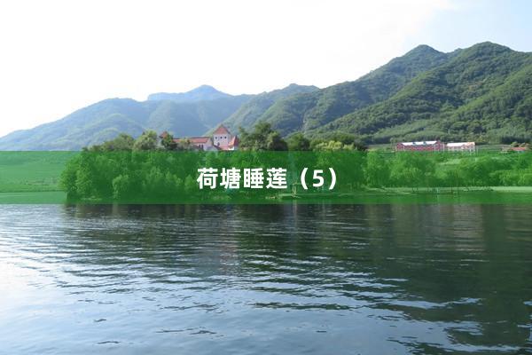 荷塘睡莲（5）